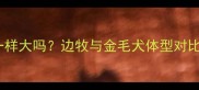 边牧能长到金毛一样大吗边牧与金毛犬体型对比及科学养护指南