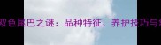 边境牧羊犬双色尾巴之谜品种特征养护技巧与常见问题全