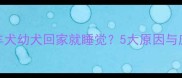 边境牧羊犬幼犬回家就睡觉5大原因与应对指南