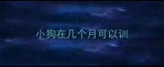 小狗在几个月可以训