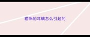 猫咪的耳螨怎么引起的
