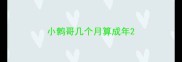 小鹩哥几个月算成年
