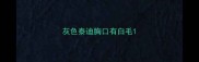灰色泰迪胸口有白毛