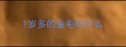 1岁多的金毛吃什么