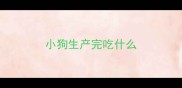 小狗生产完吃什么