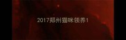 2017郑州猫咪领养