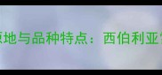 哈士奇拉斯的起源地与品种特点西伯利亚雪橇犬的改良品种