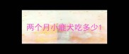 两个月小鹿犬吃多少
