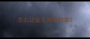 怎么让金毛狗狗打架