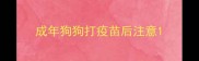 成年狗狗打疫苗后注意