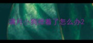 满月小狗摔着了怎么办