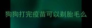 狗狗打完疫苗可以剃胎毛么