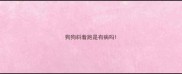 狗狗斜着跑是有病吗