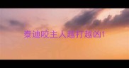 泰迪咬主人越打越凶
