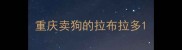 重庆卖狗的拉布拉多