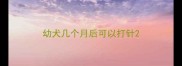 幼犬几个月后可以打针
