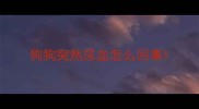 狗狗突然尿血怎么回事