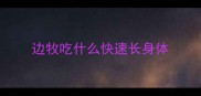 边牧吃什么快速长身体