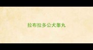拉布拉多公犬睾丸