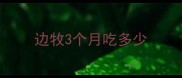 边牧3个月吃多少