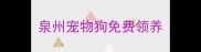 泉州宠物狗免费领养