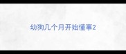 幼狗几个月开始懂事