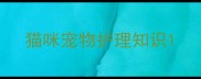 猫咪宠物护理知识