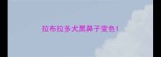拉布拉多犬黑鼻子变色