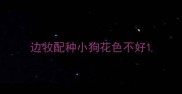 边牧配种小狗花色不好