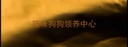 猫咪狗狗领养中心