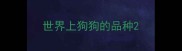 世界上狗狗的品种