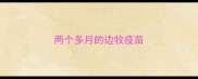 两个多月的边牧疫苗