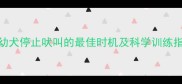 银狐幼犬停止吠叫的最佳时机及科学训练指南1