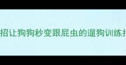 亲测有效5招让狗狗秒变跟屁虫的遛狗训练指南附视频