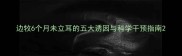 边牧6个月未立耳的五大诱因与科学干预指南