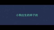 小狗出生的样子的