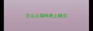 怎么让猫咪晚上睡觉