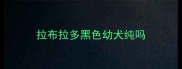 拉布拉多黑色幼犬纯吗