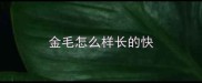 金毛怎么样长的快