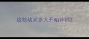 边牧幼犬多大开始补钙