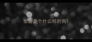 泰迪是个什么样的狗