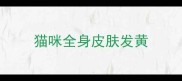 猫咪全身皮肤发黄