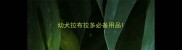 幼犬拉布拉多必备用品