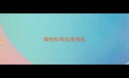 母的拉布拉多结扎