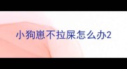 小狗崽不拉屎怎么办