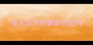 金毛幼犬感冒能自愈吗