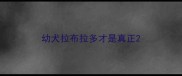 幼犬拉布拉多才是真正