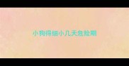 小狗得细小几天危险期