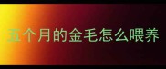 五个月的金毛怎么喂养
