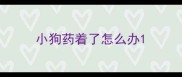 小狗药着了怎么办